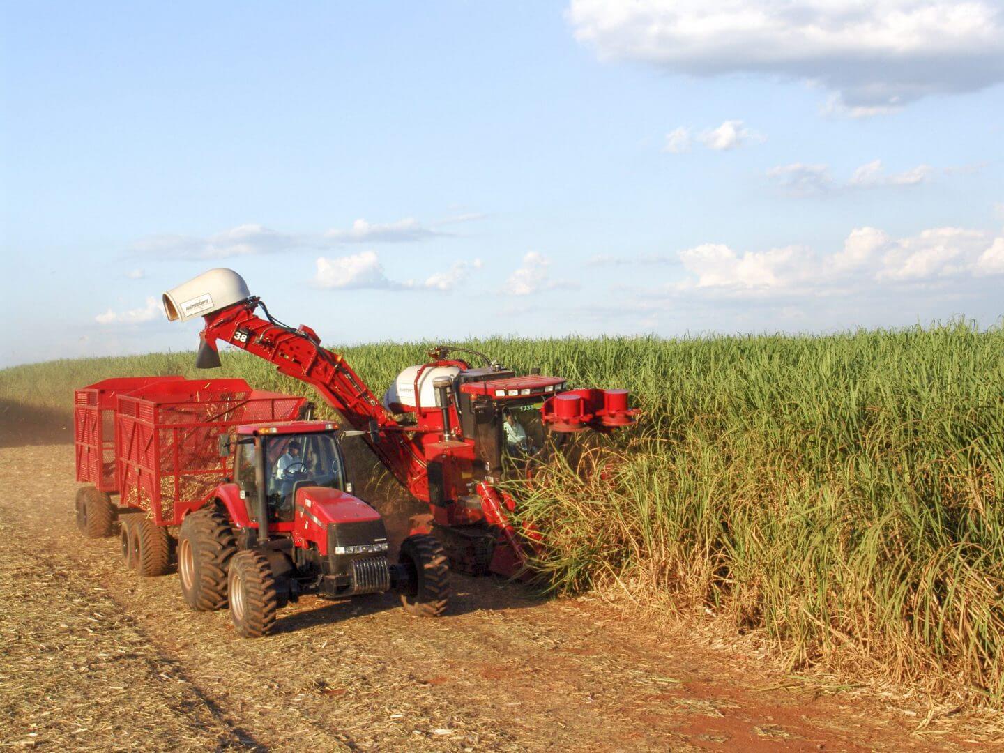 What Are Sugar Canes Used For