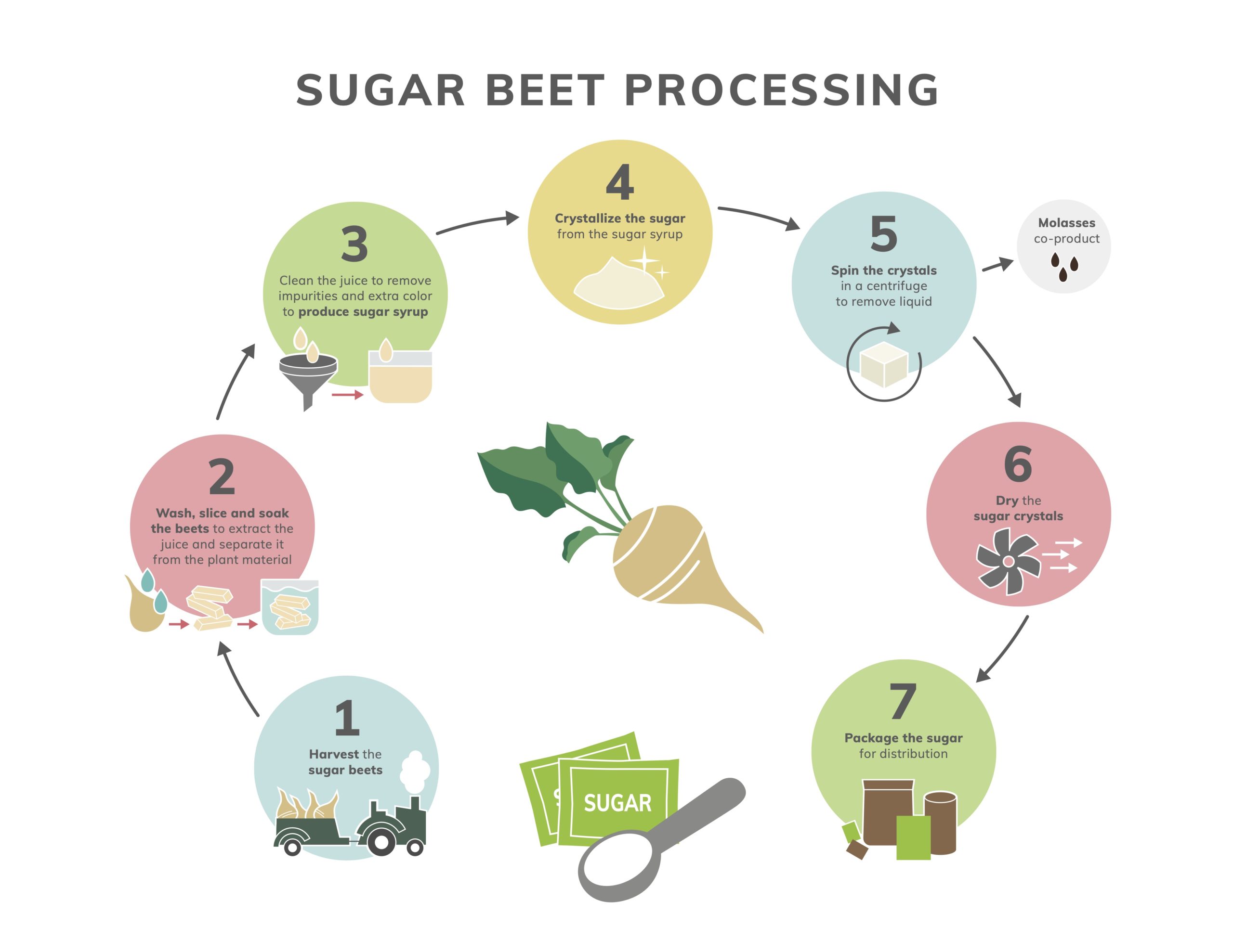 Sugar Beet Sugar Cane Refining Graphic