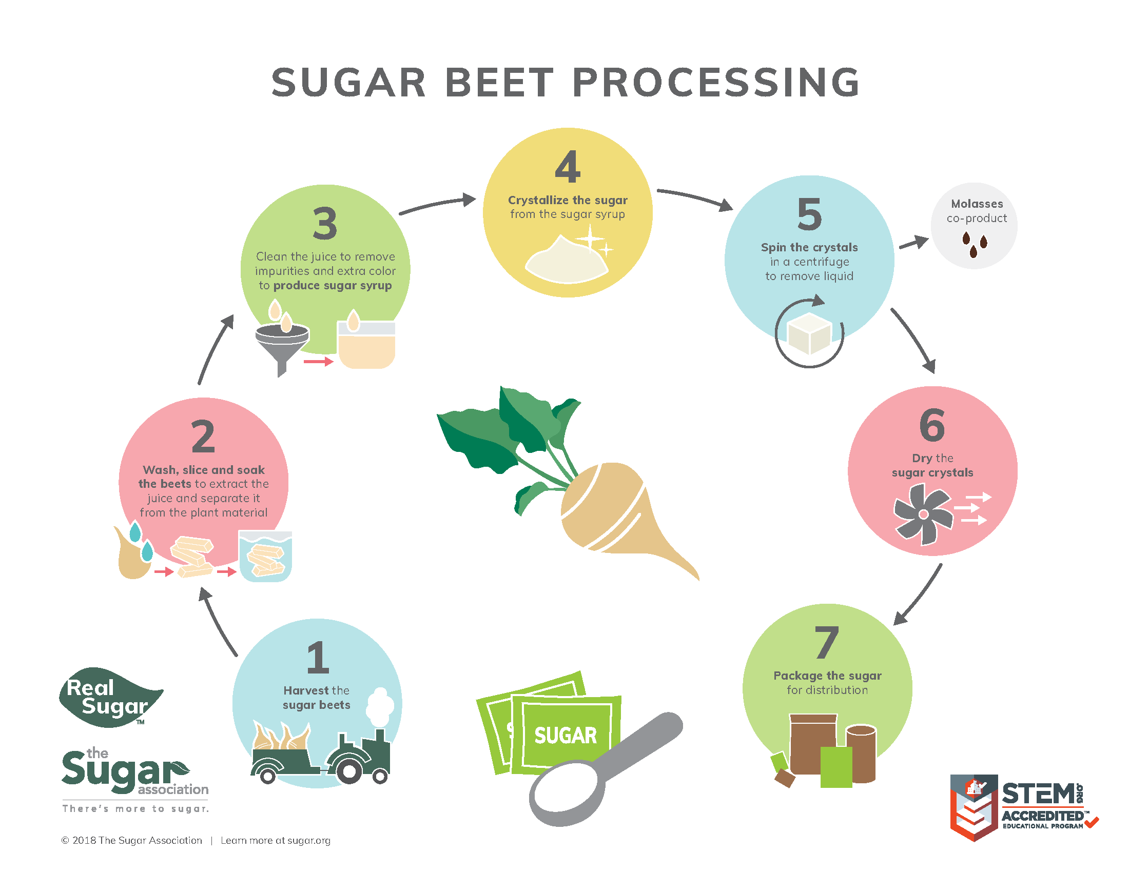Sugar Beet Processing infographic