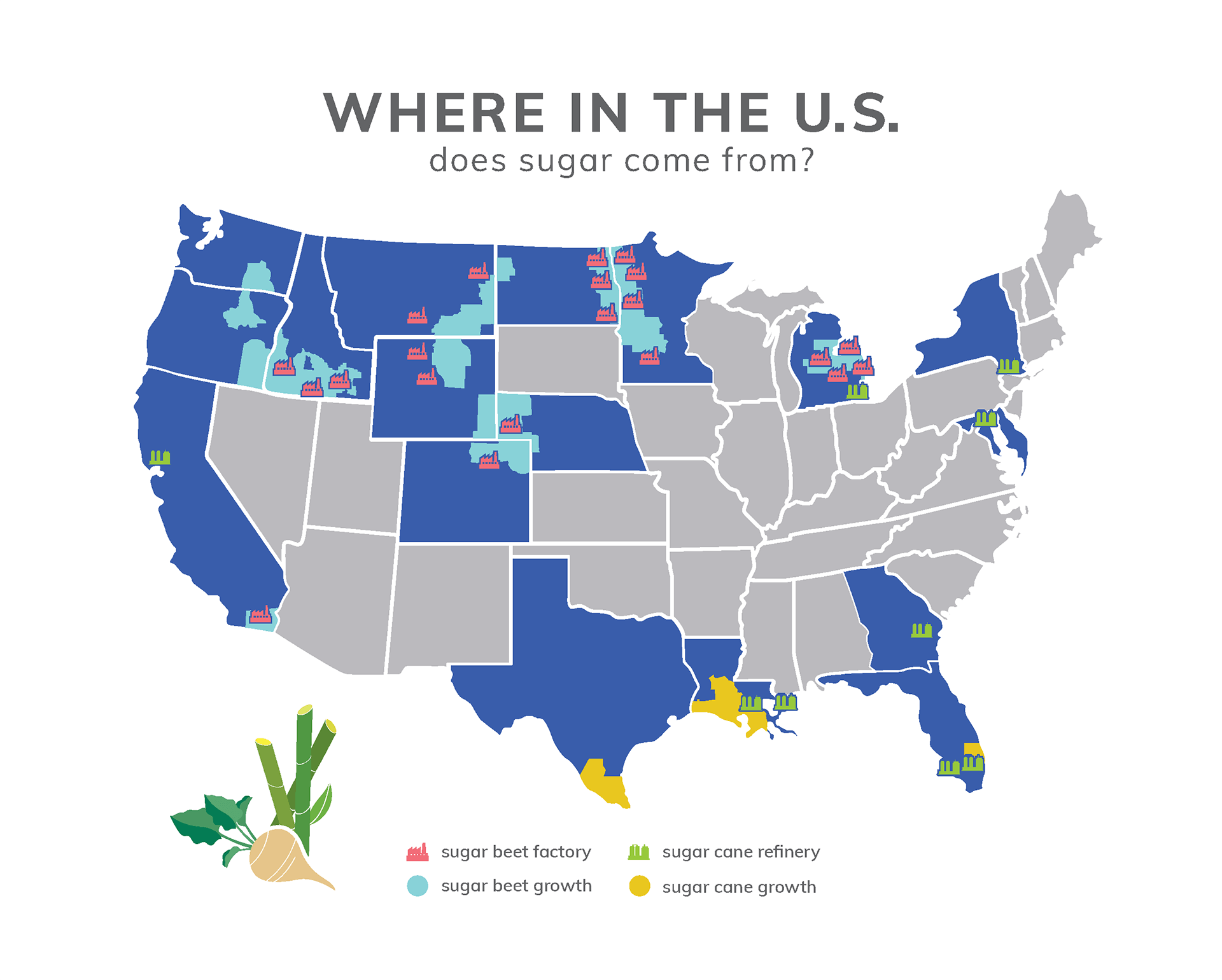 Farm To Table Sugar Beets Sugar Cane Sugar