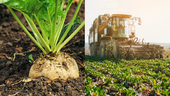 sugar beets