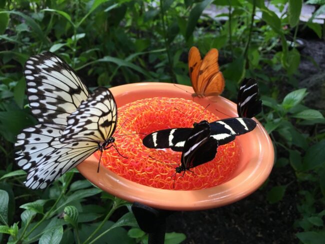 https://www.sugar.org/wp-content/uploads/butterflies-at-feeder-e1687974109585.jpg
