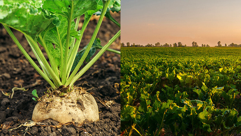 sugar beets