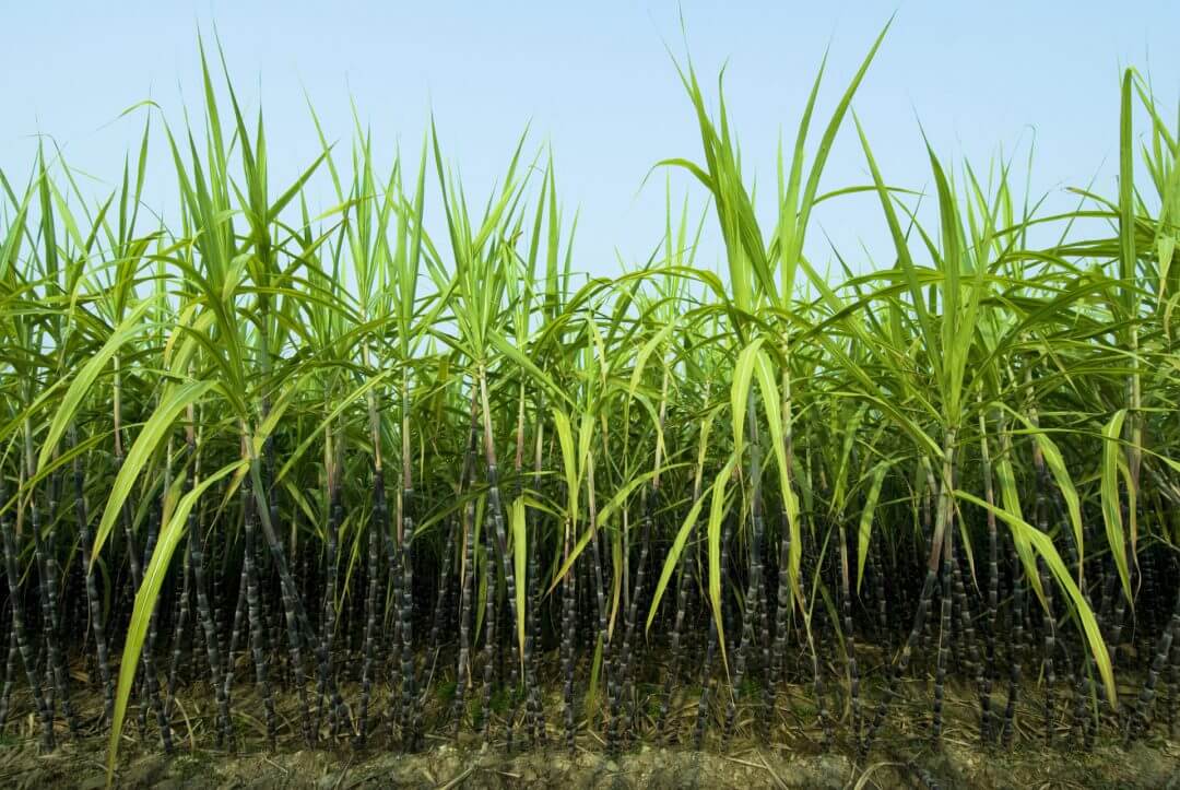 sugar cane cultivation