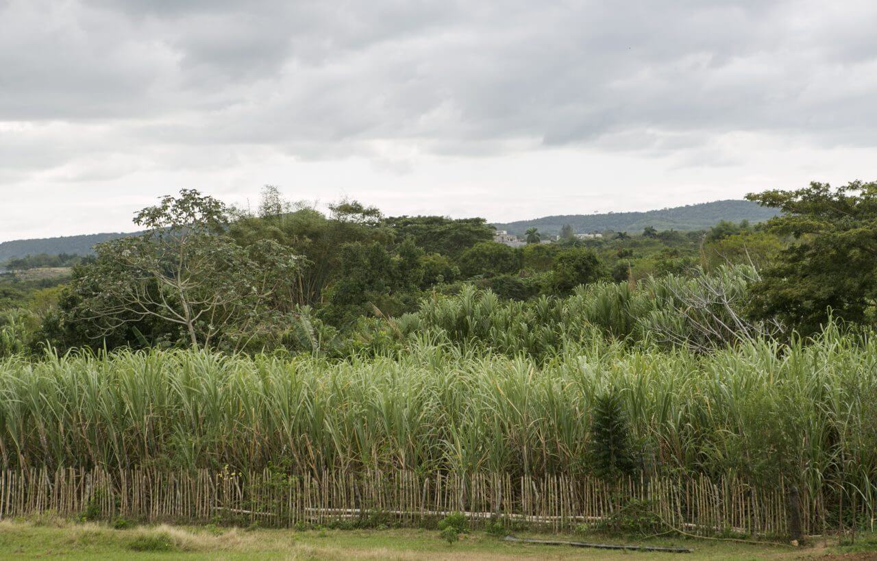 sugar cane production