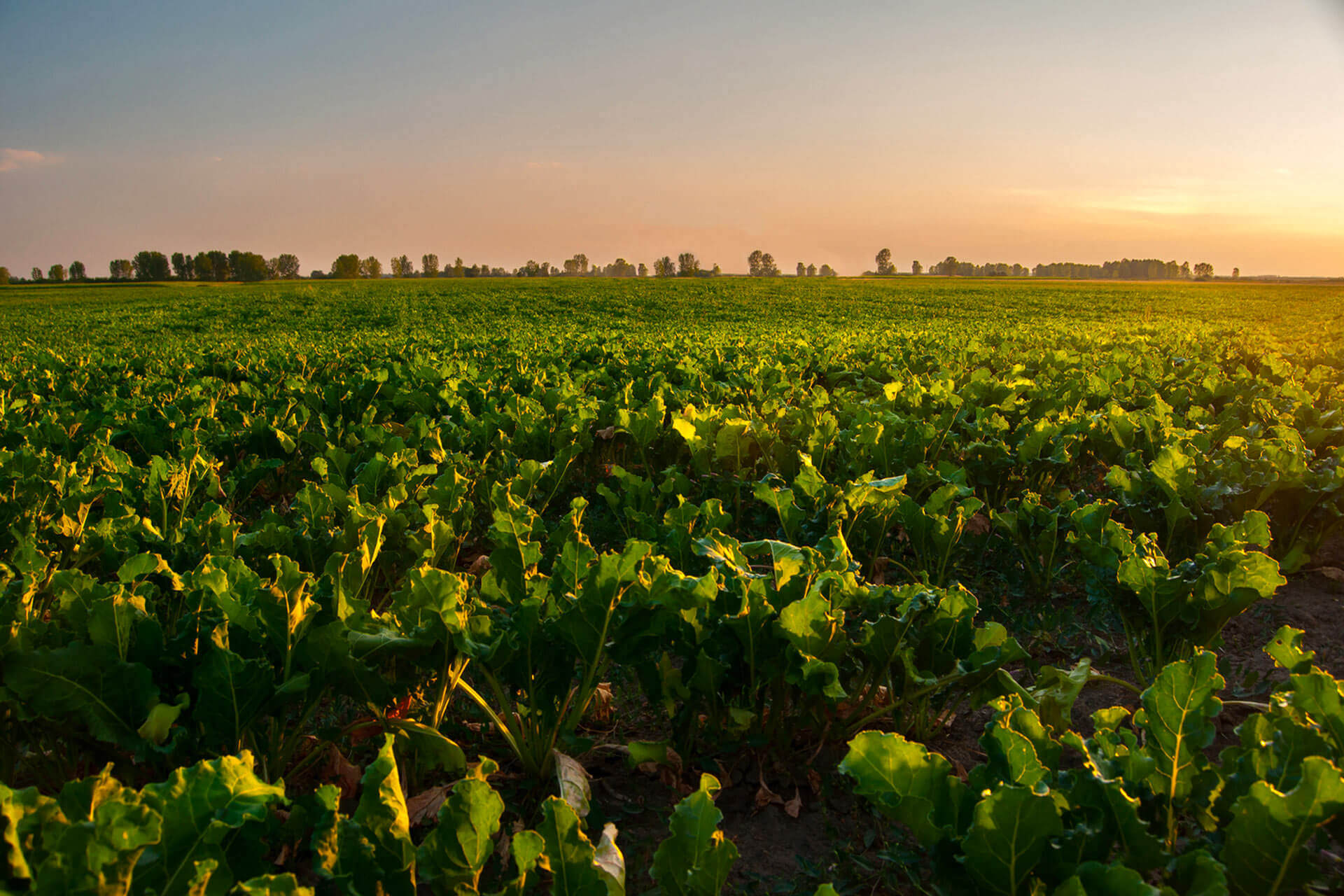 beet field