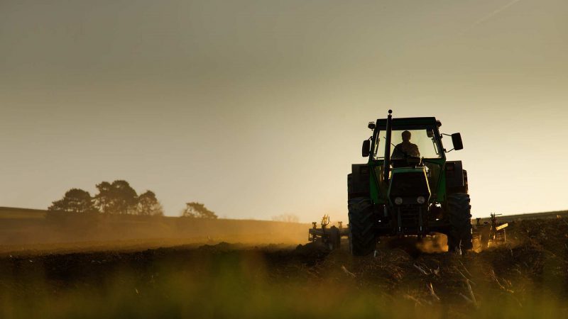 how to farm sugar