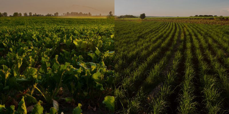 us sugar industry